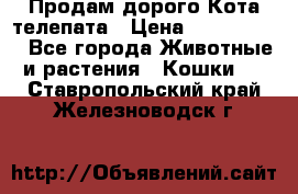  Продам дорого Кота-телепата › Цена ­ 4 500 000 - Все города Животные и растения » Кошки   . Ставропольский край,Железноводск г.